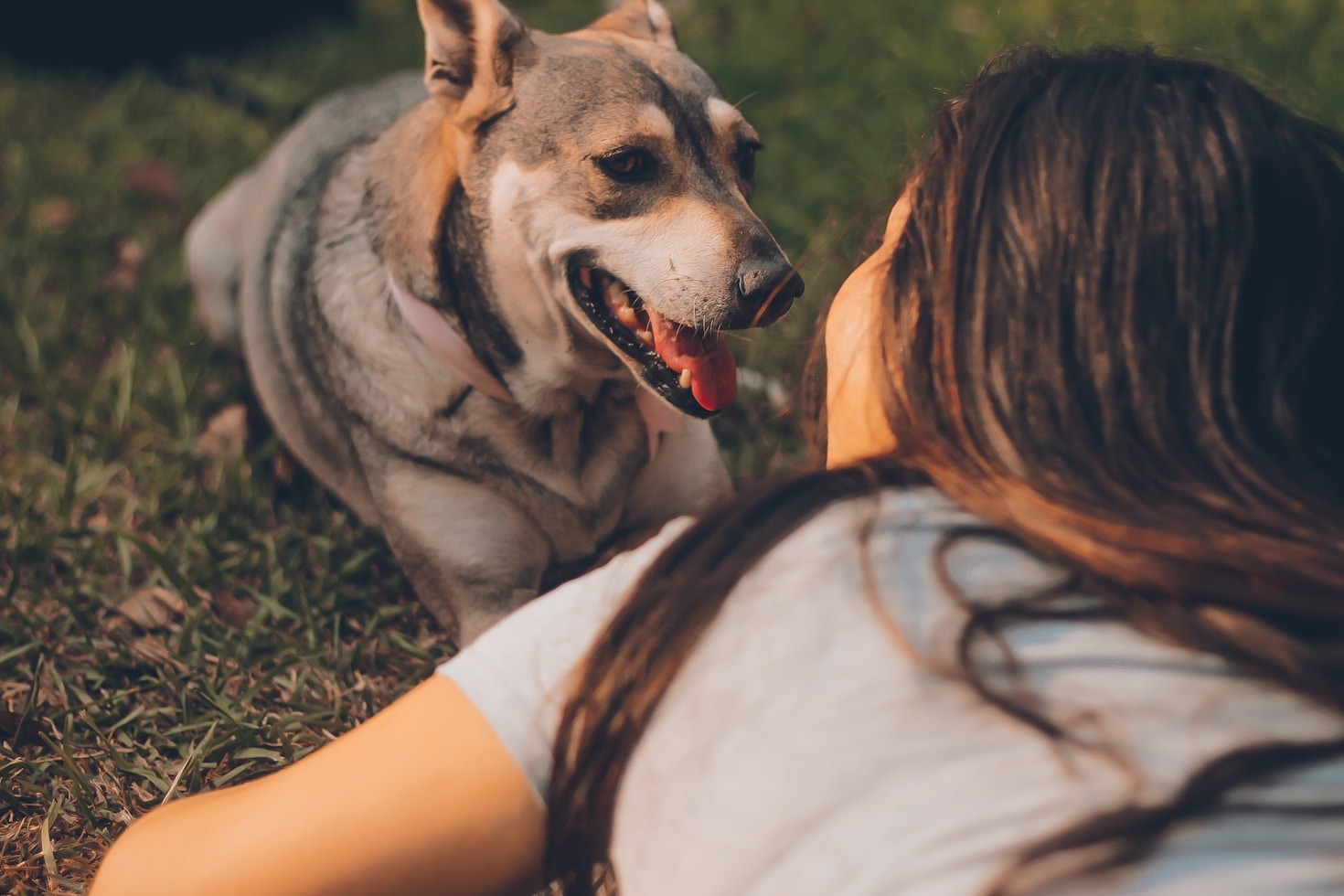 Ways to Keep Your Dog Happy and Active