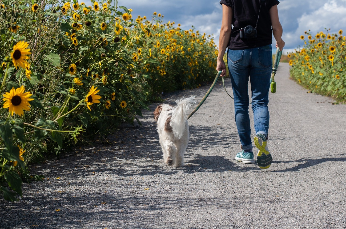 How Dog Walking Builds Trust and Companionship